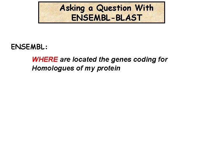 Asking a Question With ENSEMBL-BLAST ENSEMBL: WHERE are located the genes coding for Homologues