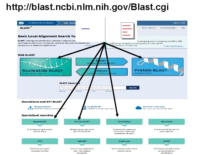 http: //blast. ncbi. nlm. nih. gov/Blast. cgi 