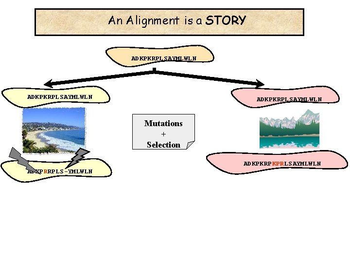 An Alignment is a STORY ADKPKRPLSAYMLWLN Mutations + Selection ADKPKRPKPRLSAYMLWLN ADKPRRPLS-YMLWLN 