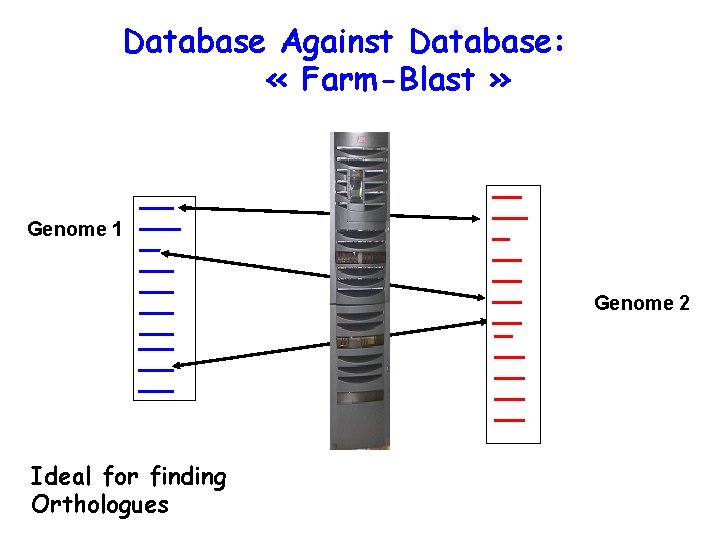 Database Against Database: « Farm-Blast » Genome 1 Genome 2 Ideal for finding Orthologues