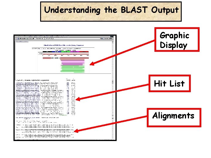 Understanding the BLAST Output Graphic Display Hit List Alignments 