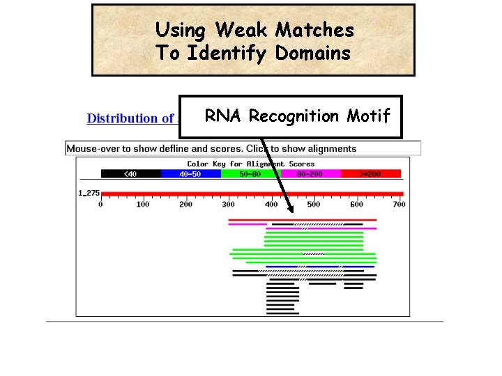 Using Weak Matches To Identify Domains RNA Recognition Motif 