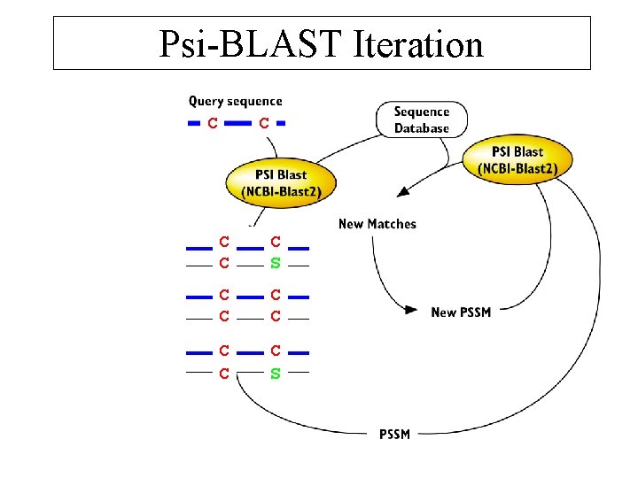 Psi-BLAST Iteration C C CC S C CC C C S 