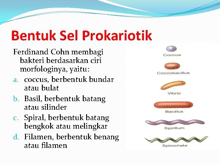 Bentuk Sel Prokariotik Ferdinand Cohn membagi bakteri berdasarkan ciri morfologinya, yaitu: a. coccus, berbentuk