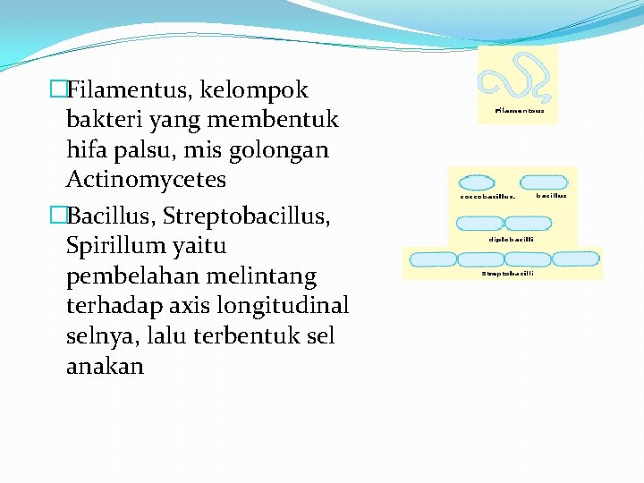 �Filamentus, kelompok bakteri yang membentuk hifa palsu, mis golongan Actinomycetes �Bacillus, Streptobacillus, Spirillum yaitu
