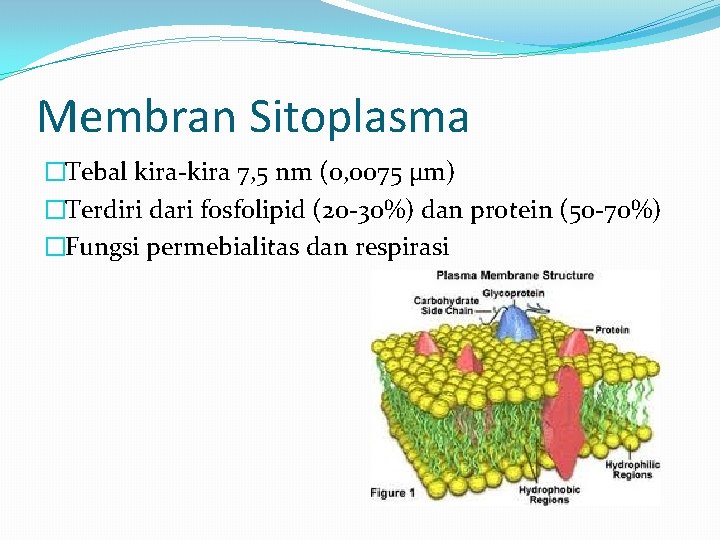 Membran Sitoplasma �Tebal kira-kira 7, 5 nm (0, 0075 µm) �Terdiri dari fosfolipid (20