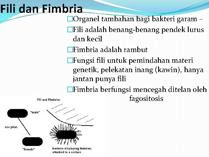 Fili dan Fimbria �Organel tambahan bagi bakteri garam – �Fili adalah benang-benang pendek lurus