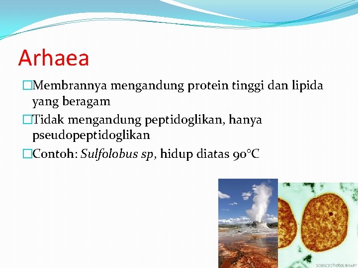 Arhaea �Membrannya mengandung protein tinggi dan lipida yang beragam �Tidak mengandung peptidoglikan, hanya pseudopeptidoglikan