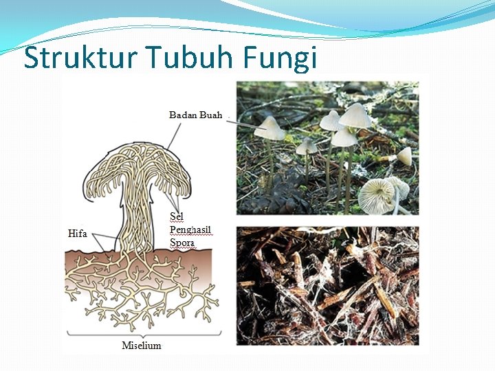 Struktur Tubuh Fungi 
