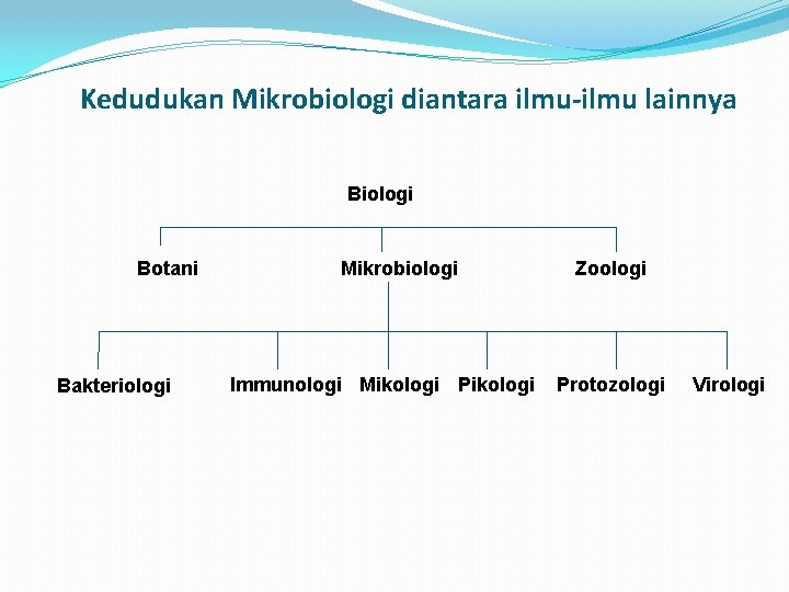 Kedudukan Mikrobiologi diantara ilmu-ilmu lainnya Biologi Botani Bakteriologi Mikrobiologi Immunologi Mikologi Pikologi Zoologi Protozologi
