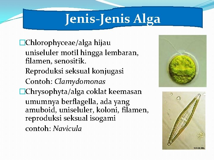 Jenis-Jenis Alga �Chlorophyceae/alga hijau uniseluler motil hingga lembaran, filamen, senositik. Reproduksi seksual konjugasi Contoh: