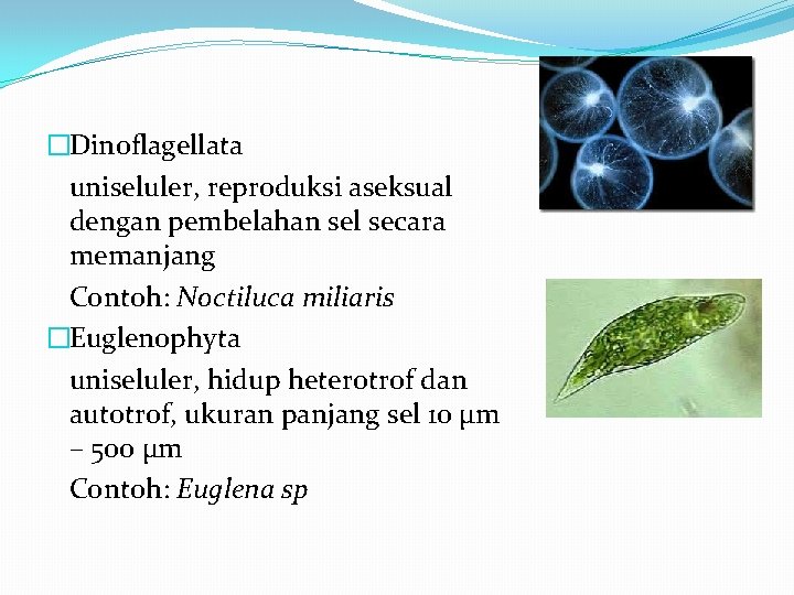 �Dinoflagellata uniseluler, reproduksi aseksual dengan pembelahan sel secara memanjang Contoh: Noctiluca miliaris �Euglenophyta uniseluler,