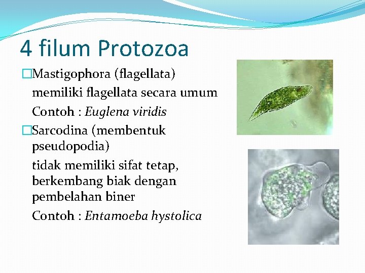 4 filum Protozoa �Mastigophora (flagellata) memiliki flagellata secara umum Contoh : Euglena viridis �Sarcodina