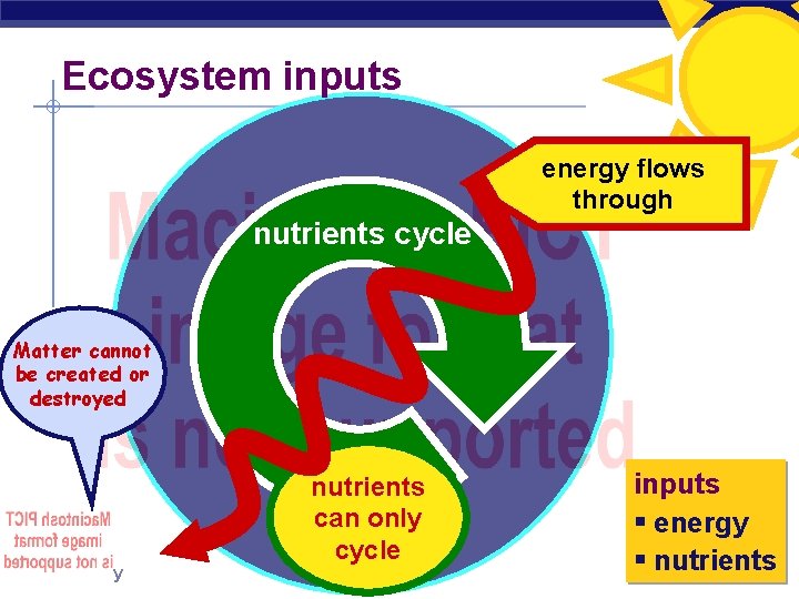 AP Biology Ecosystems Studying organisms in their environment