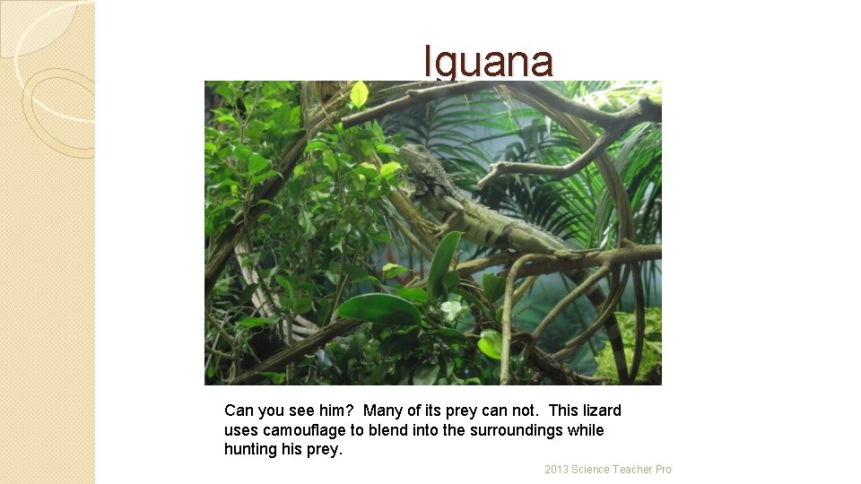 Iguana Can you see him? Many of its prey can not. This lizard uses