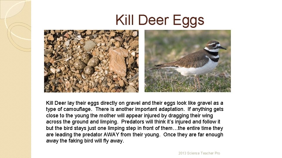 Kill Deer Eggs Kill Deer lay their eggs directly on gravel and their eggs