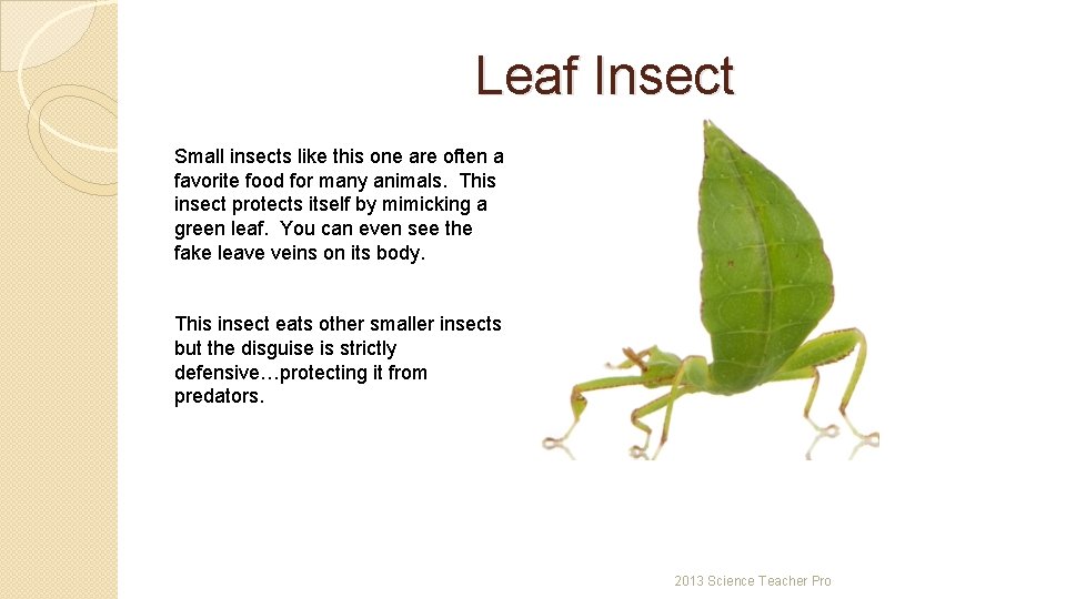 Leaf Insect Small insects like this one are often a favorite food for many