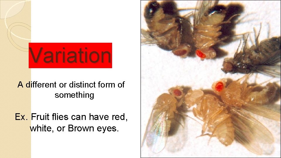 Variation A different or distinct form of something Ex. Fruit flies can have red,