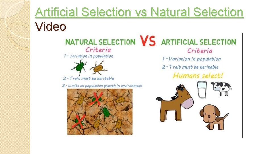 Artificial Selection vs Natural Selection Video 