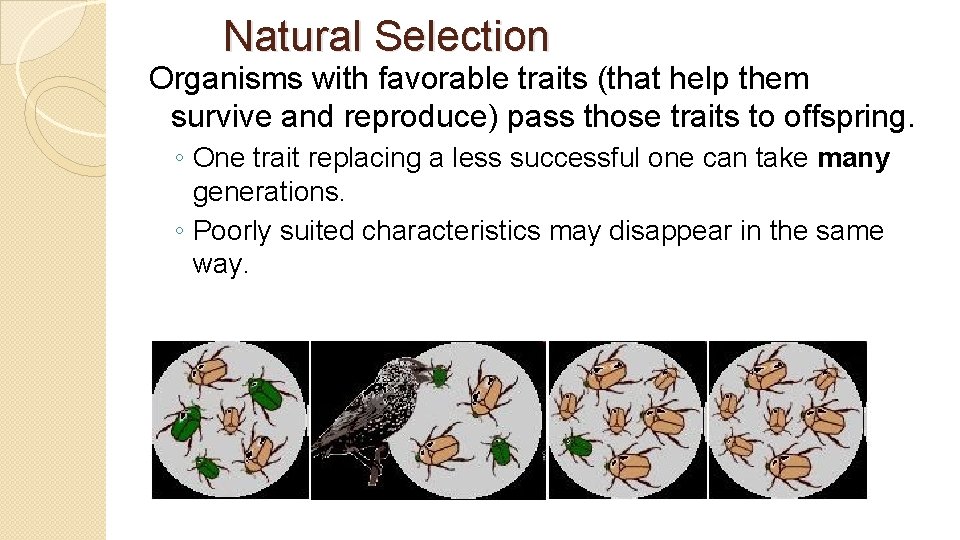 Natural Selection Organisms with favorable traits (that help them survive and reproduce) pass those