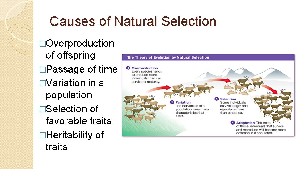 Causes of Natural Selection �Overproduction of offspring �Passage of time �Variation in a population