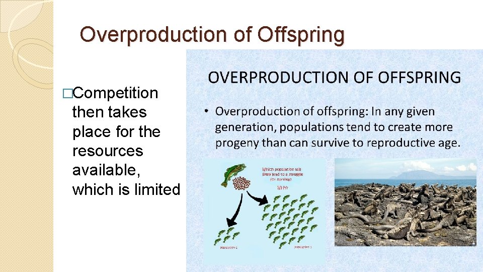 Overproduction of Offspring �Competition then takes place for the resources available, which is limited