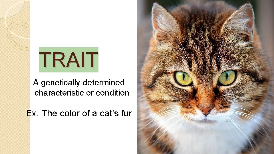 TRAIT A genetically determined characteristic or condition Ex. The color of a cat’s fur