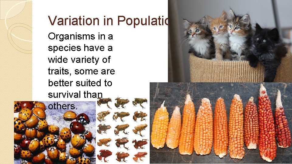 Variation in Population Organisms in a species have a wide variety of traits, some