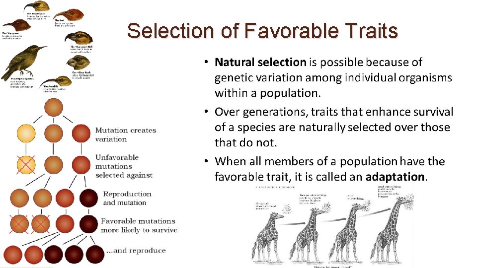 Selection of Favorable Traits 