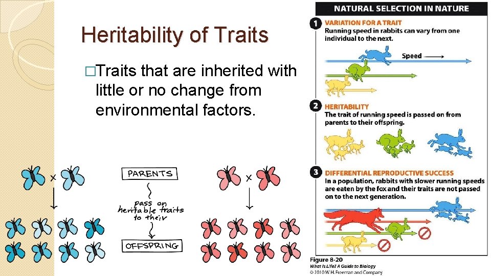 Heritability of Traits �Traits that are inherited with little or no change from environmental