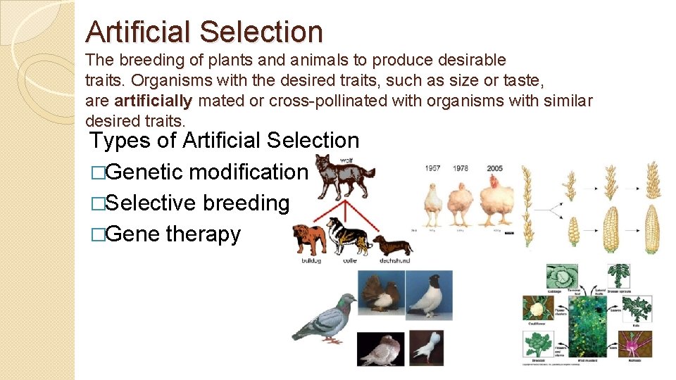 Artificial Selection The breeding of plants and animals to produce desirable traits. Organisms with