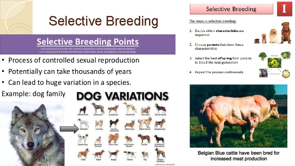 Selective Breeding 