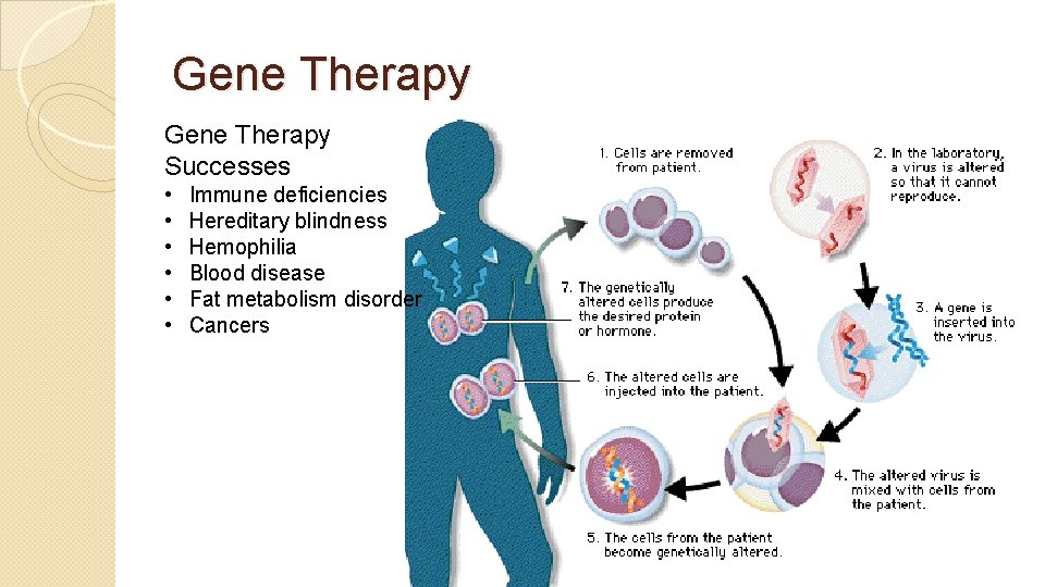 Gene Therapy Successes • • • Immune deficiencies Hereditary blindness Hemophilia Blood disease Fat