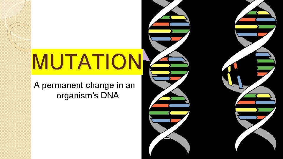 MUTATION A permanent change in an organism’s DNA 