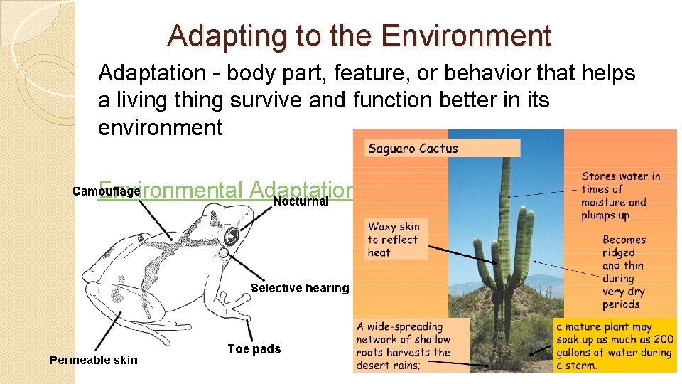 Adapting to the Environment Adaptation - body part, feature, or behavior that helps a