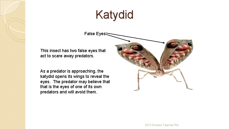 Katydid False Eyes This insect has two false eyes that act to scare away