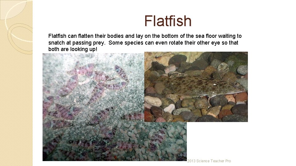 Flatfish can flatten their bodies and lay on the bottom of the sea floor