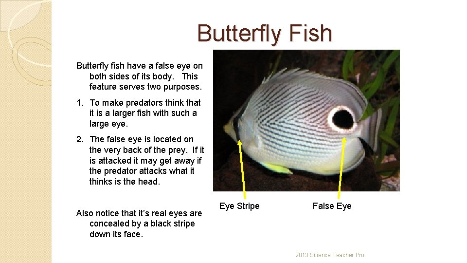 Butterfly Fish Butterfly fish have a false eye on both sides of its body.