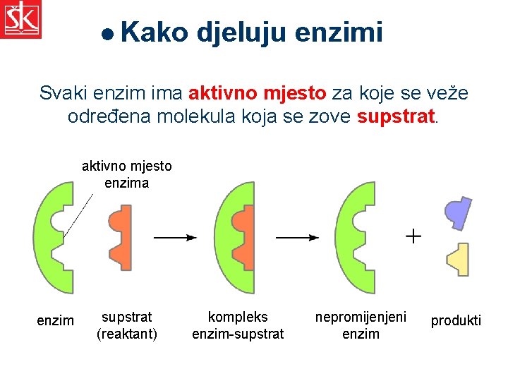 l Kako djeluju enzimi Svaki enzim ima aktivno mjesto za koje se veže određena