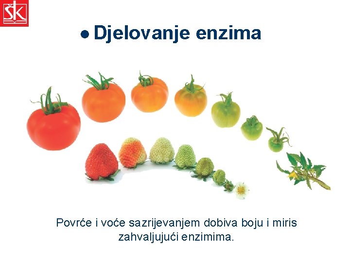 l Djelovanje enzima Voće i povrće sazrijevanjem dobiva boju i miris upravo zahvaljujući enzimima.