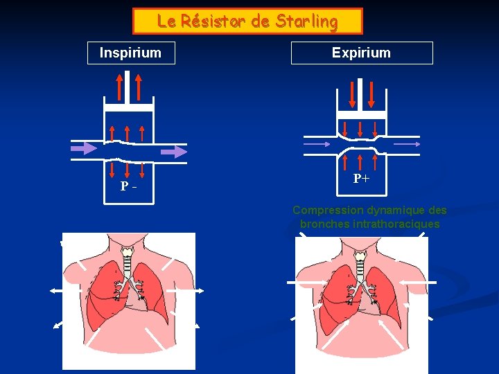 Le Résistor de Starling Inspirium P- Expirium P+ Compression dynamique des bronches intrathoraciques 