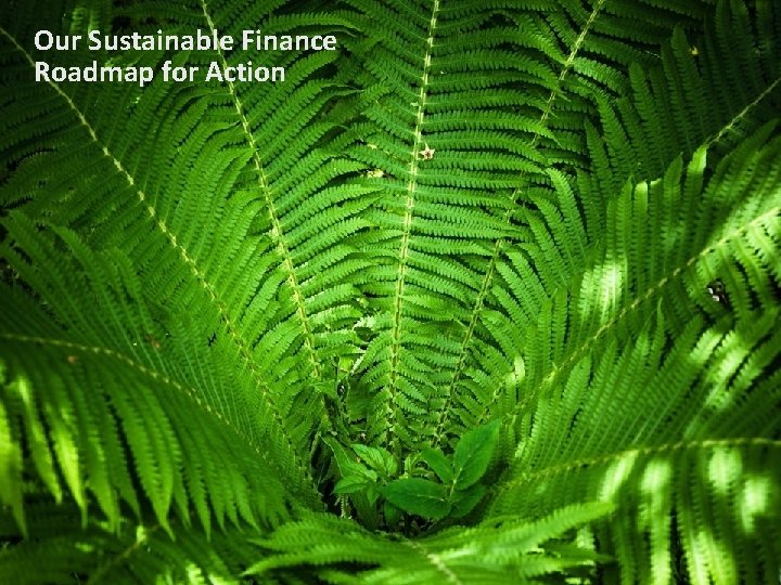 Our Sustainable Finance Roadmap for Action 
