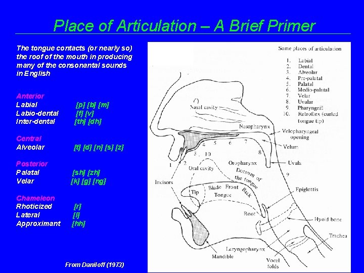 Place of Articulation – A Brief Primer The tongue contacts (or nearly so) the