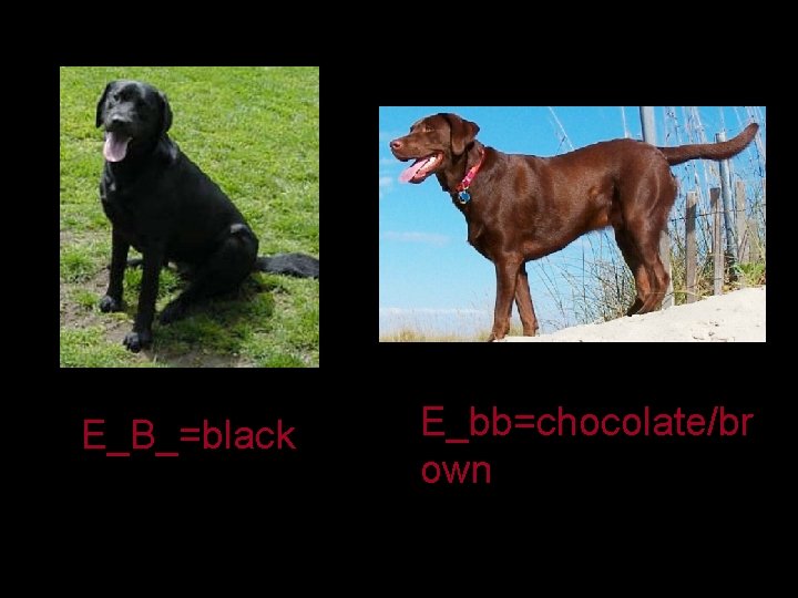 E_B_=black E_bb=chocolate/br own 