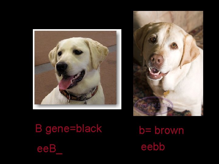 B gene=black ee. B_ b= brown eebb 