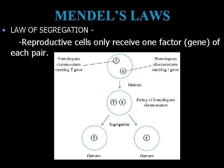 MENDEL’S LAWS • LAW OF SEGREGATION - -Reproductive cells only receive one factor (gene)