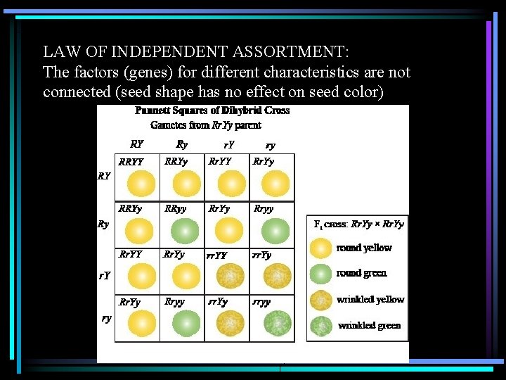 LAW OF INDEPENDENT ASSORTMENT: The factors (genes) for different characteristics are not connected (seed