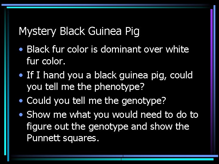 Mystery Black Guinea Pig • Black fur color is dominant over white fur color.