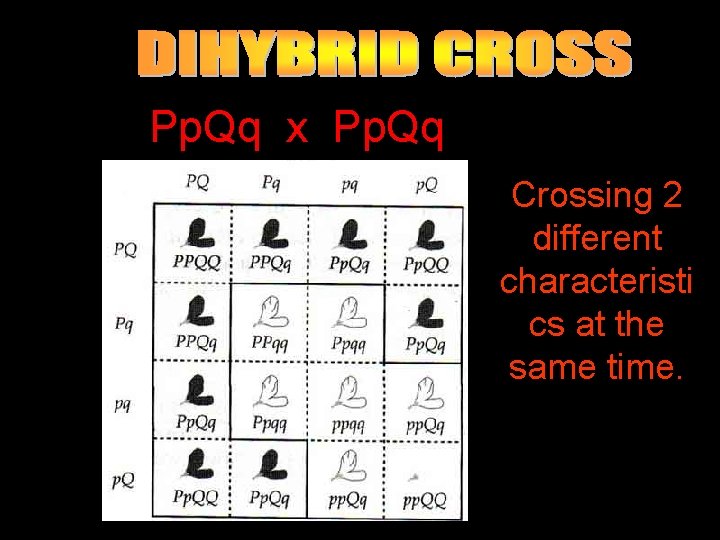 Pp. Qq x Pp. Qq Crossing 2 different characteristi cs at the same time.