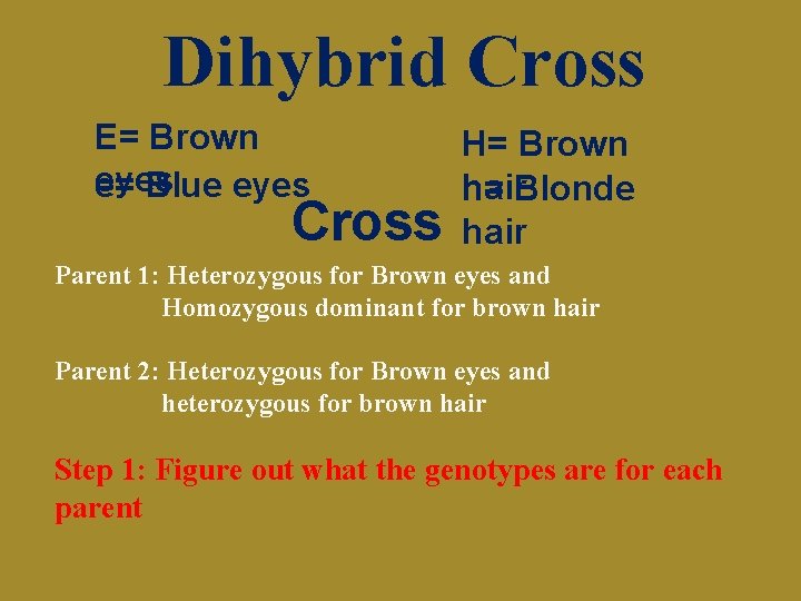 Dihybrid Cross E= Brown eyes e= Blue eyes Cross H= Brown hair h= Blonde